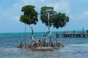 Caye Caulker Island Belize