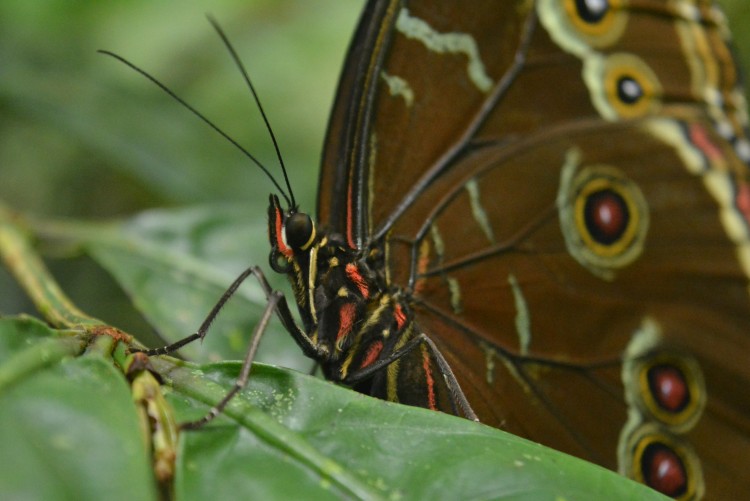 Papillon Amazonie Equateur