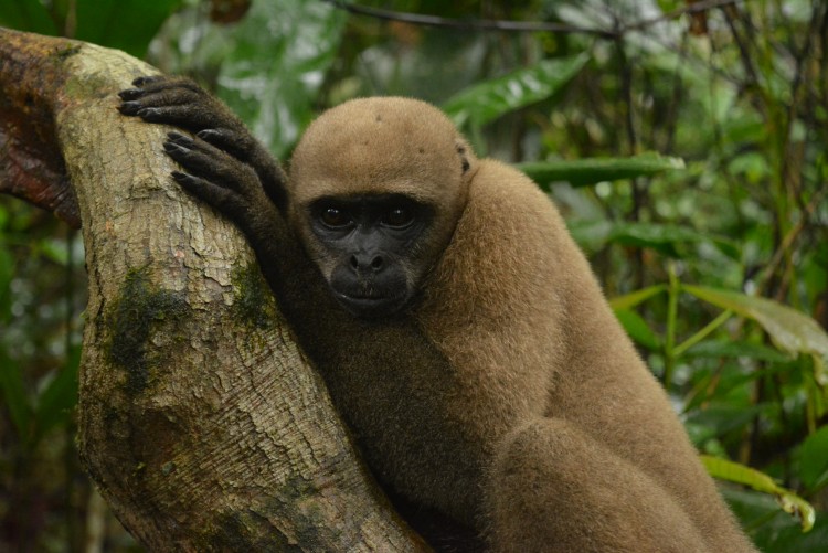 Monkey Amazonia Ecuador