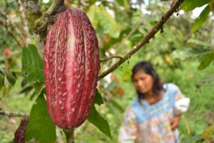 cacao