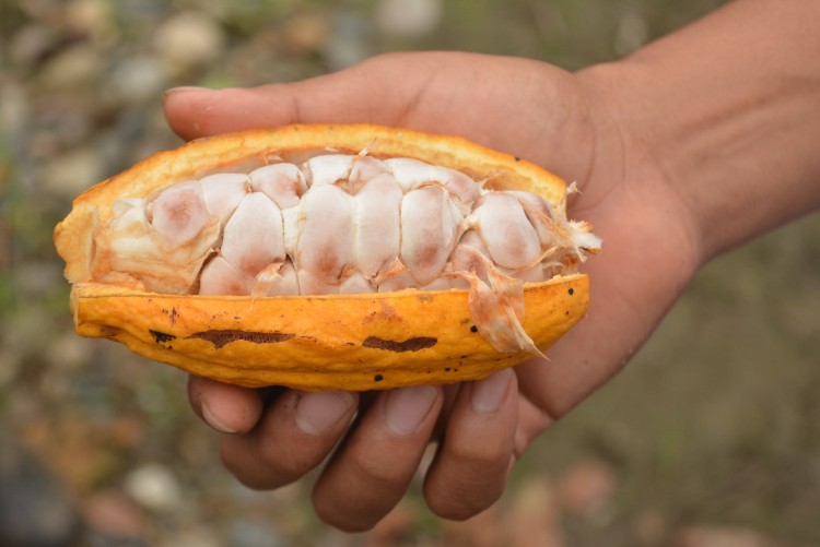 Cacao - Amazonie, Equateur