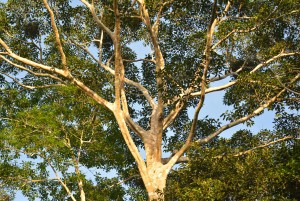 Arbre, foret amazonienne, Equateur