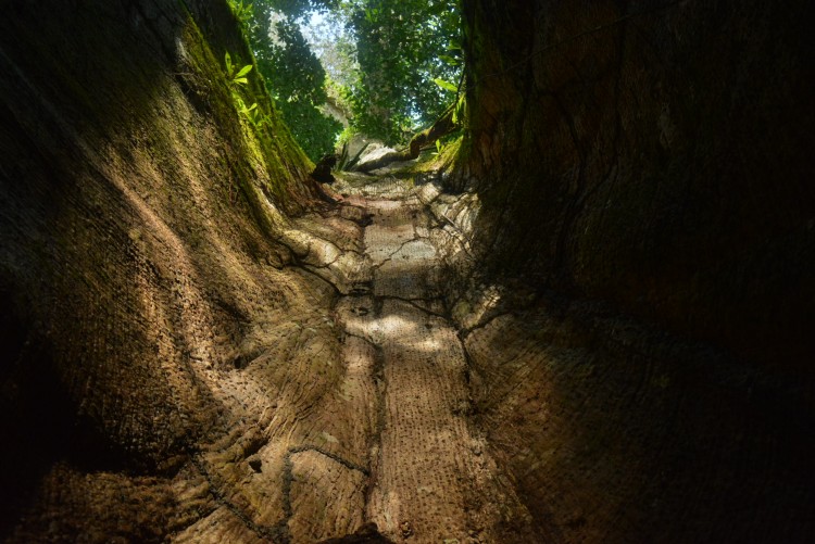 interior of amazon ceiba tree