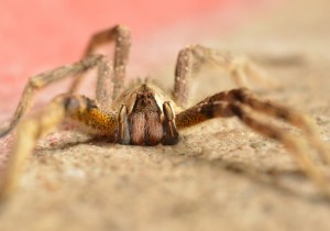 Spider Amazon Ecuador