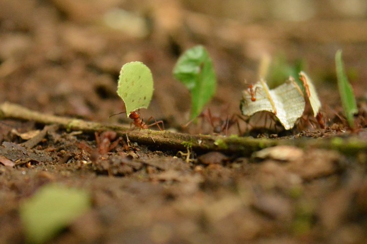 fourmis amazonie equateur
