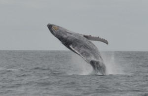 Baleine a bosse Saut